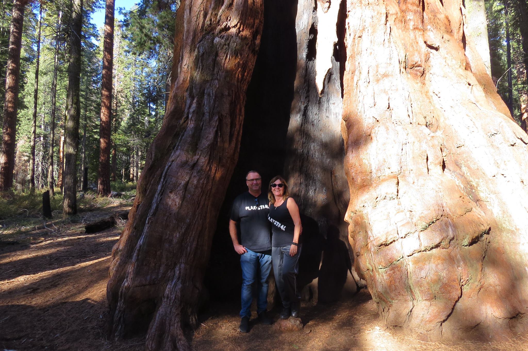 Sequoia national park California